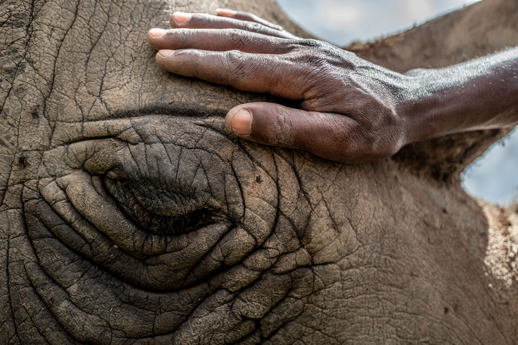 northern white rhino