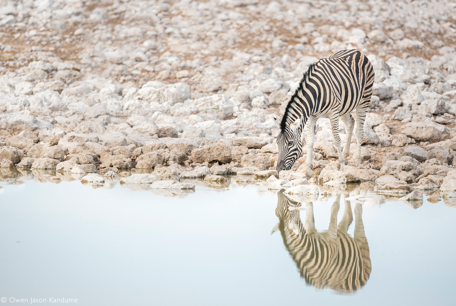 A lone zebra drinks at a waterhole. Etosha National Park Namibia © Owen Jason Kandume