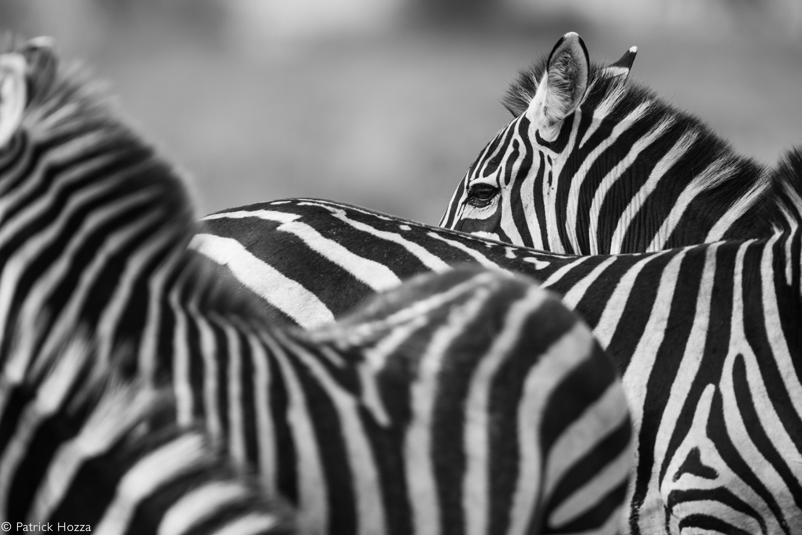 Zebra herd up close. Ndutu, Ngorongoro Conservation Area, Tanzania © Patrick Hozza
