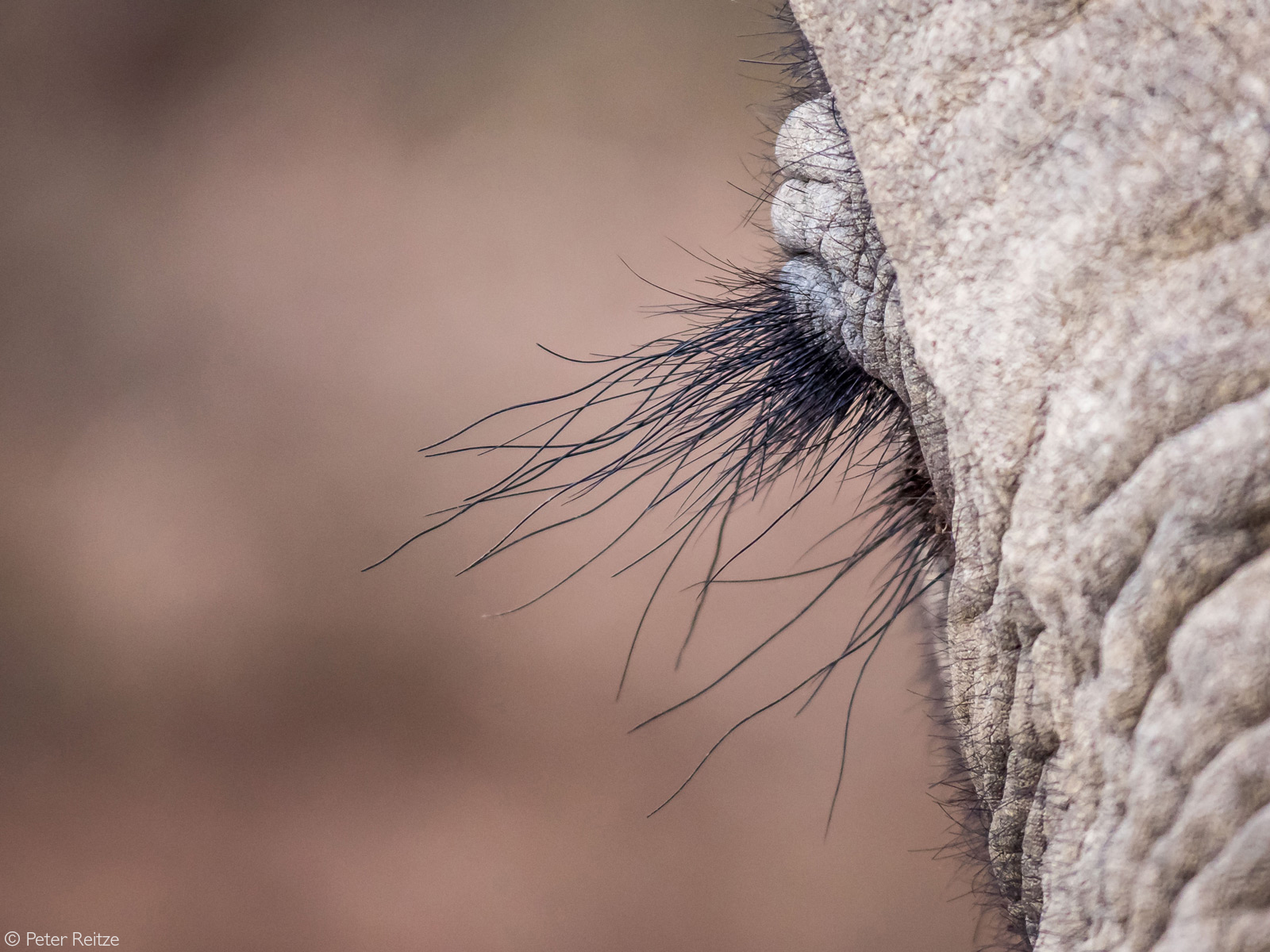 Close-up of an elephant's eyelashes. Kariega Private Game Reserve, South Africa © Peter Reitze
