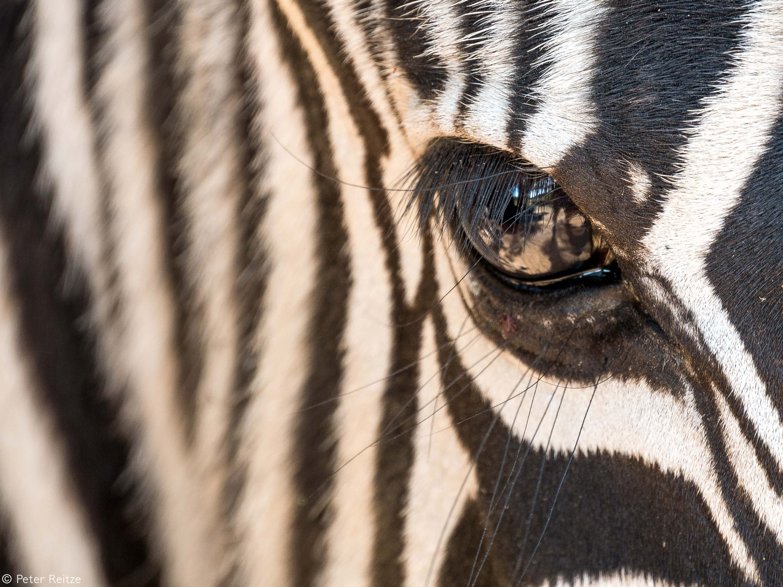 Up close with a zebra. Nelspruit, South Africa © Peter Reitze