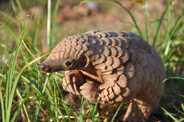 The Birth Of A Pangolin Africa Geographic