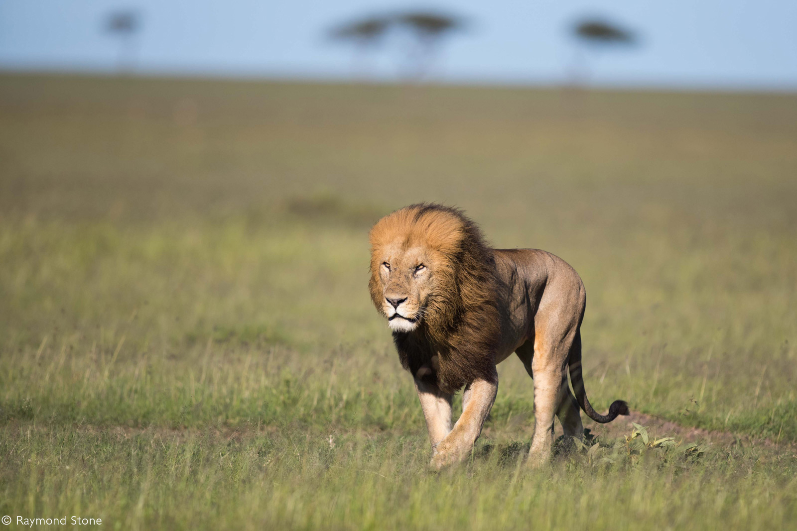 Male lion leading his pride. Maasai Mara National Reserve, Kenya © Raymond Stone