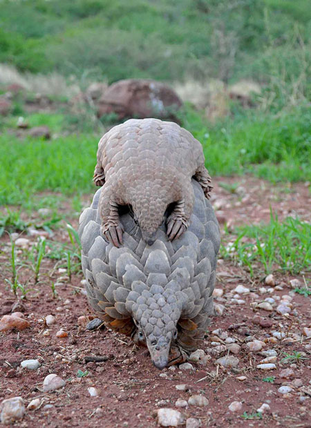 pangolin