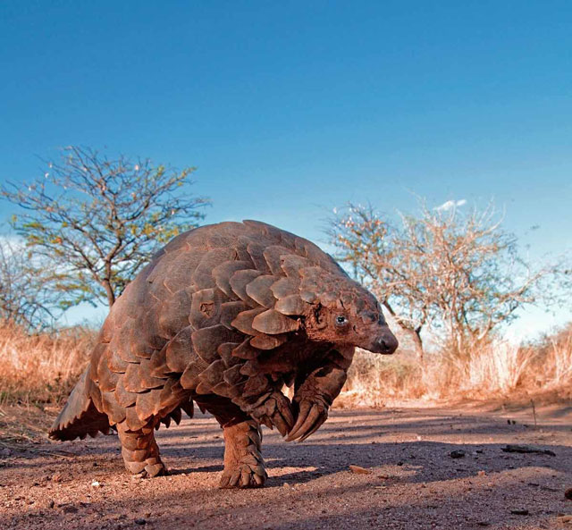 The Birth Of A Pangolin Africa Geographic