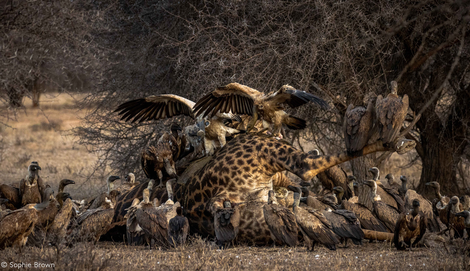 Vultures descend to make the most of a large giraffe carcass. Greater Kruger National Park, South Africa © Sophie Brown