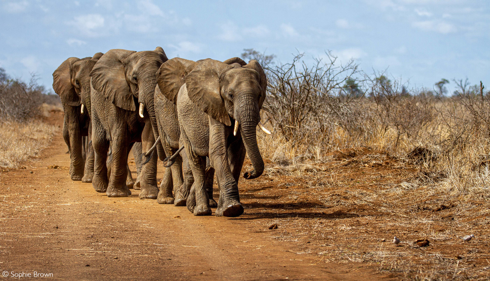 Elephants heading towards water. Kruger National Park, South Africa © Sophie Brown