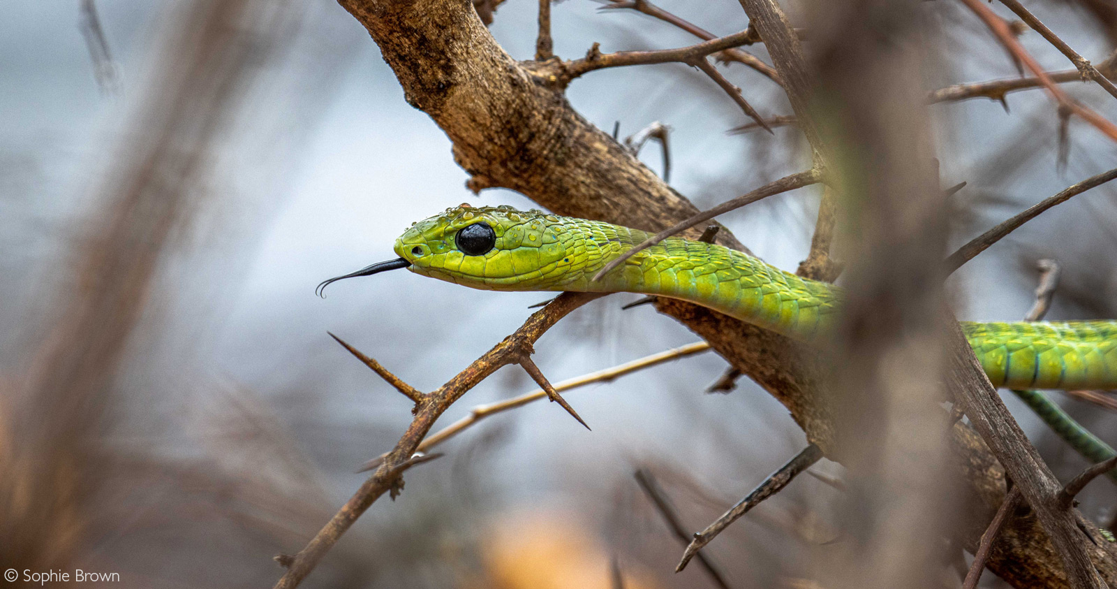 A male boomslang (tree snake) seeks warmth after a strong summer rain shower. Greater Kruger National Park, South Africa © Sophie Brown