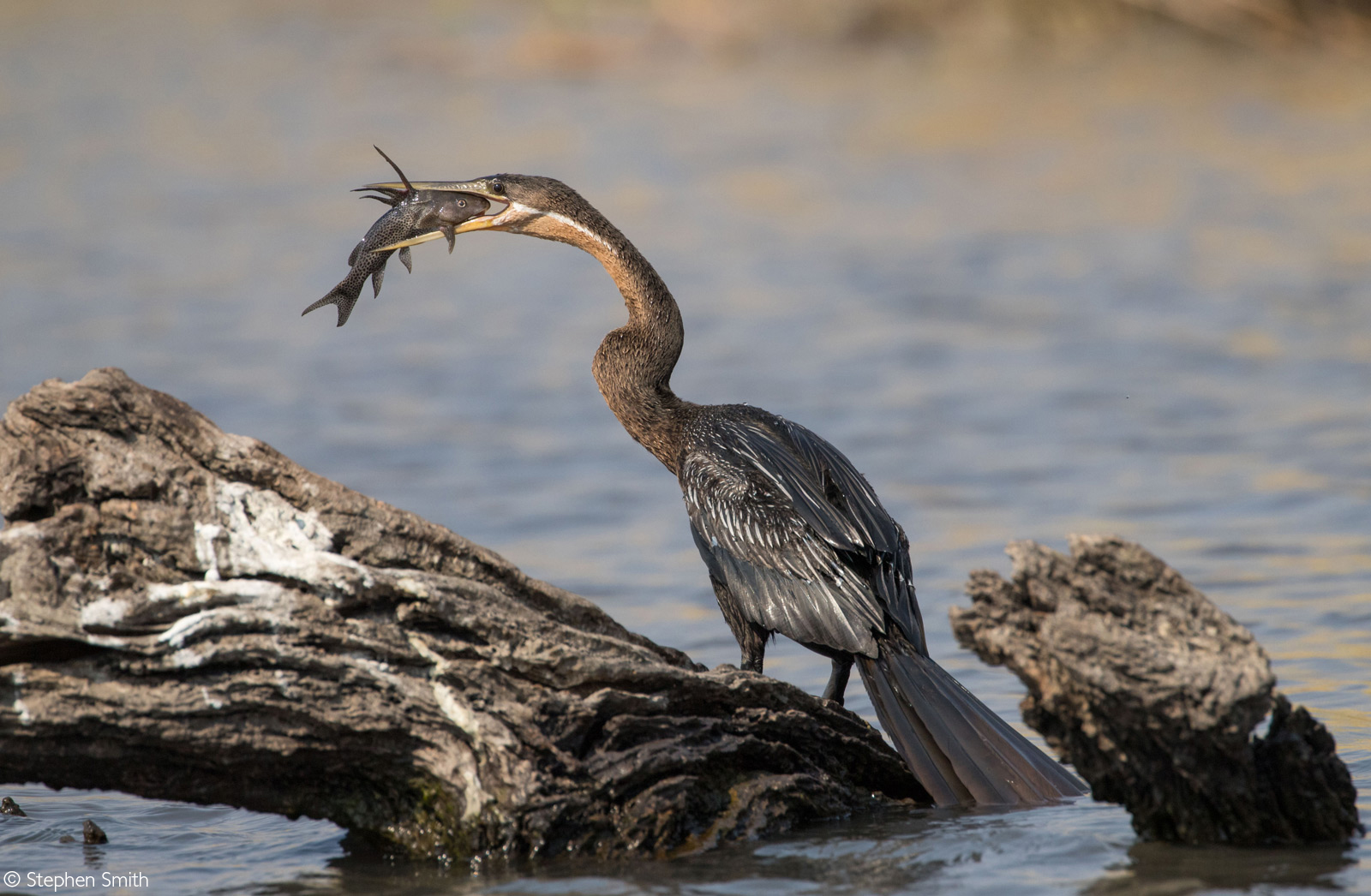 An African darter catches a fish on the Chobe River. Chobe National Park, Botswana © Stephen Smith