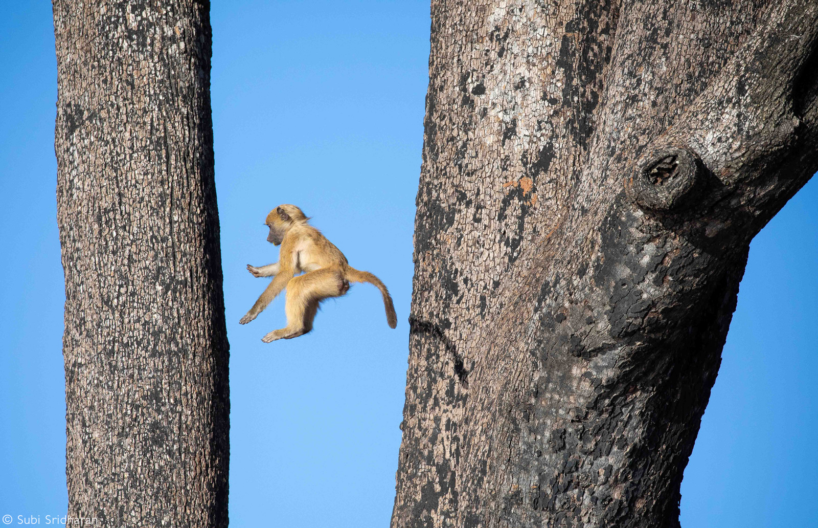 A young baboon takes a leap in a tree. Chobe National Park, Botswana © Subi Sridharan