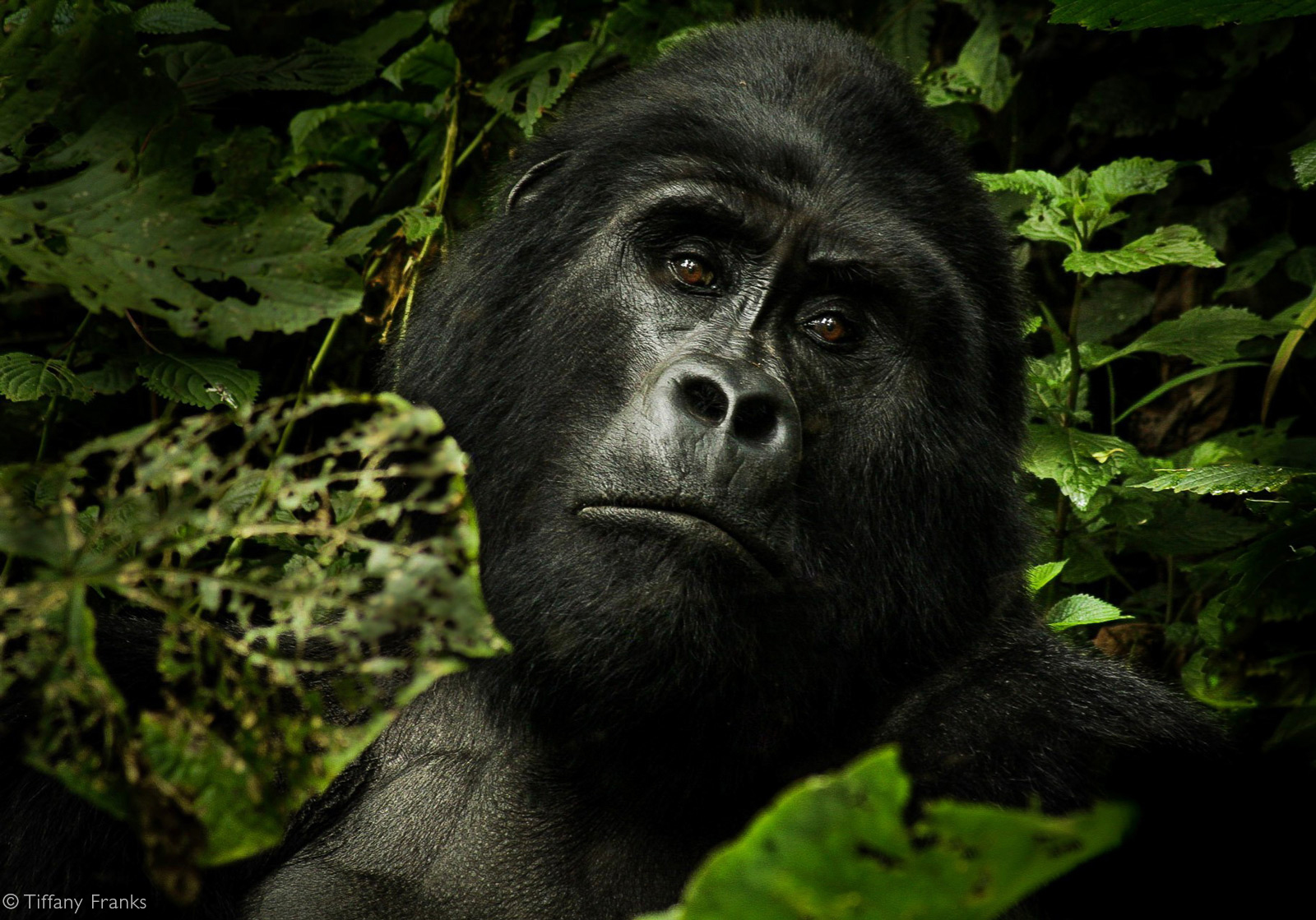 Behati, a silverback mountain gorilla, takes a break while feeding. Bwindi Impenetrable National Park, Uganda © Tiffany Franks