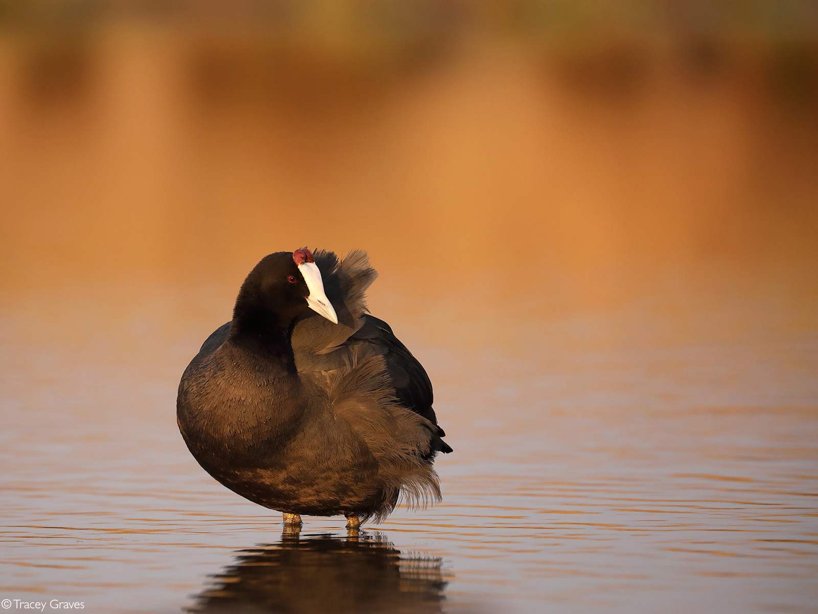Red-knobbed coot. Zibulo Bird Hides, Mpumalanga, South Africa © Tracey Graves