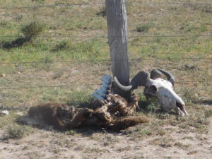 Wildebeest migration