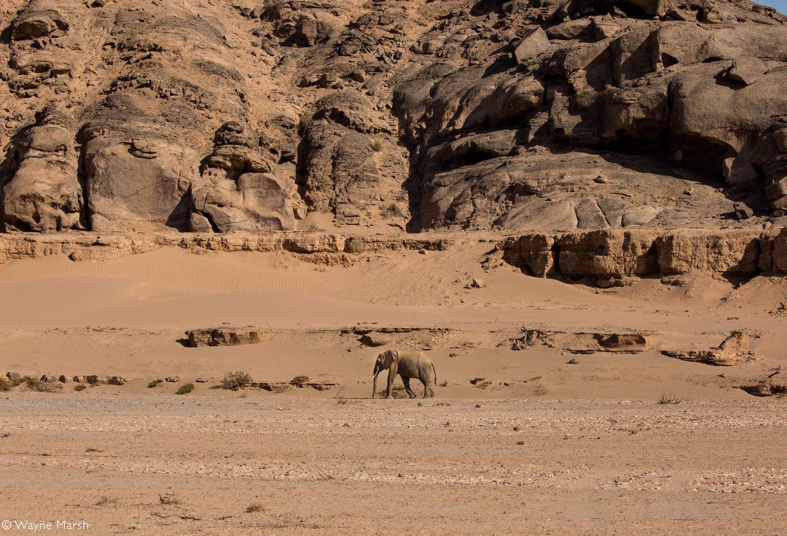 An adult desert-adapted elephant making its way along the Hoanib riverbed. Namibia © Wayne Marsh