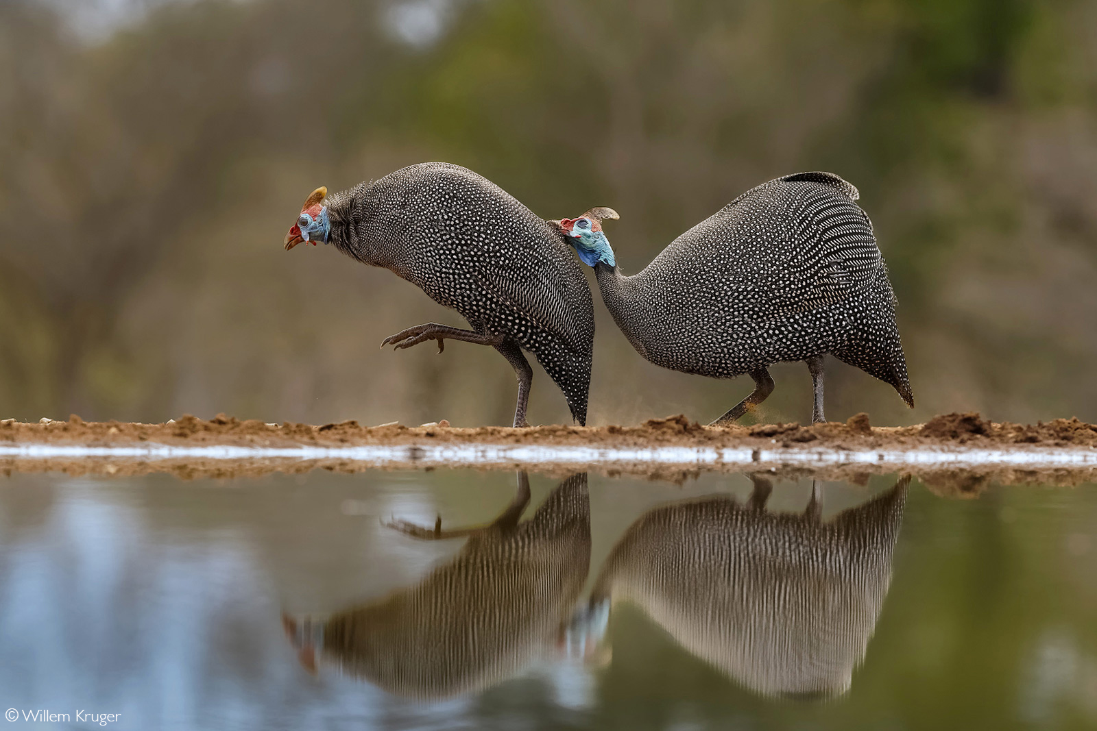 Bickering helmeted guineafowl. Karongwe Private Nature Reserve, South Africa, South Africa © Willem Kruger