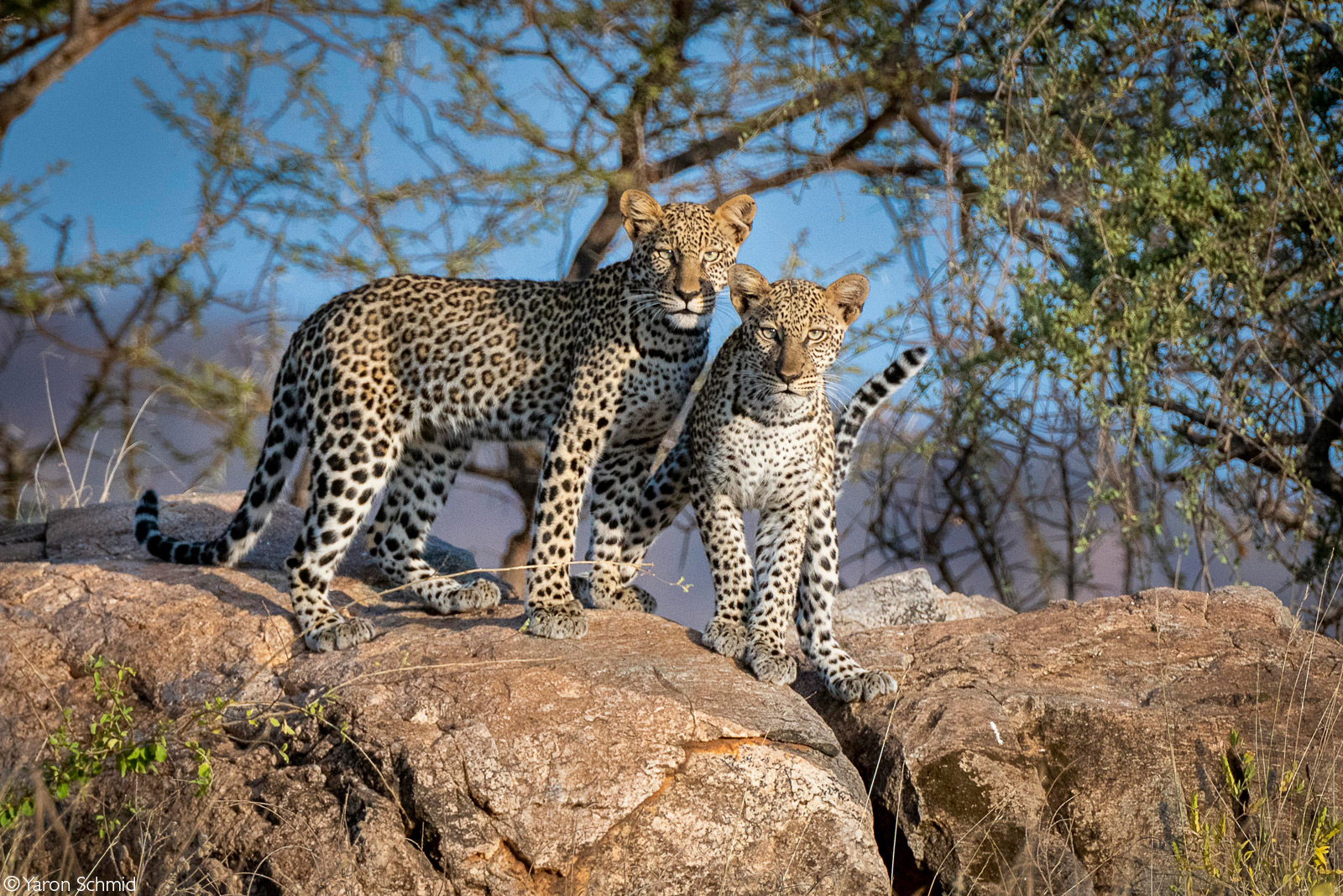 Curious leopard cubs. Samburu National Park, Kenya © Yaron Schmid