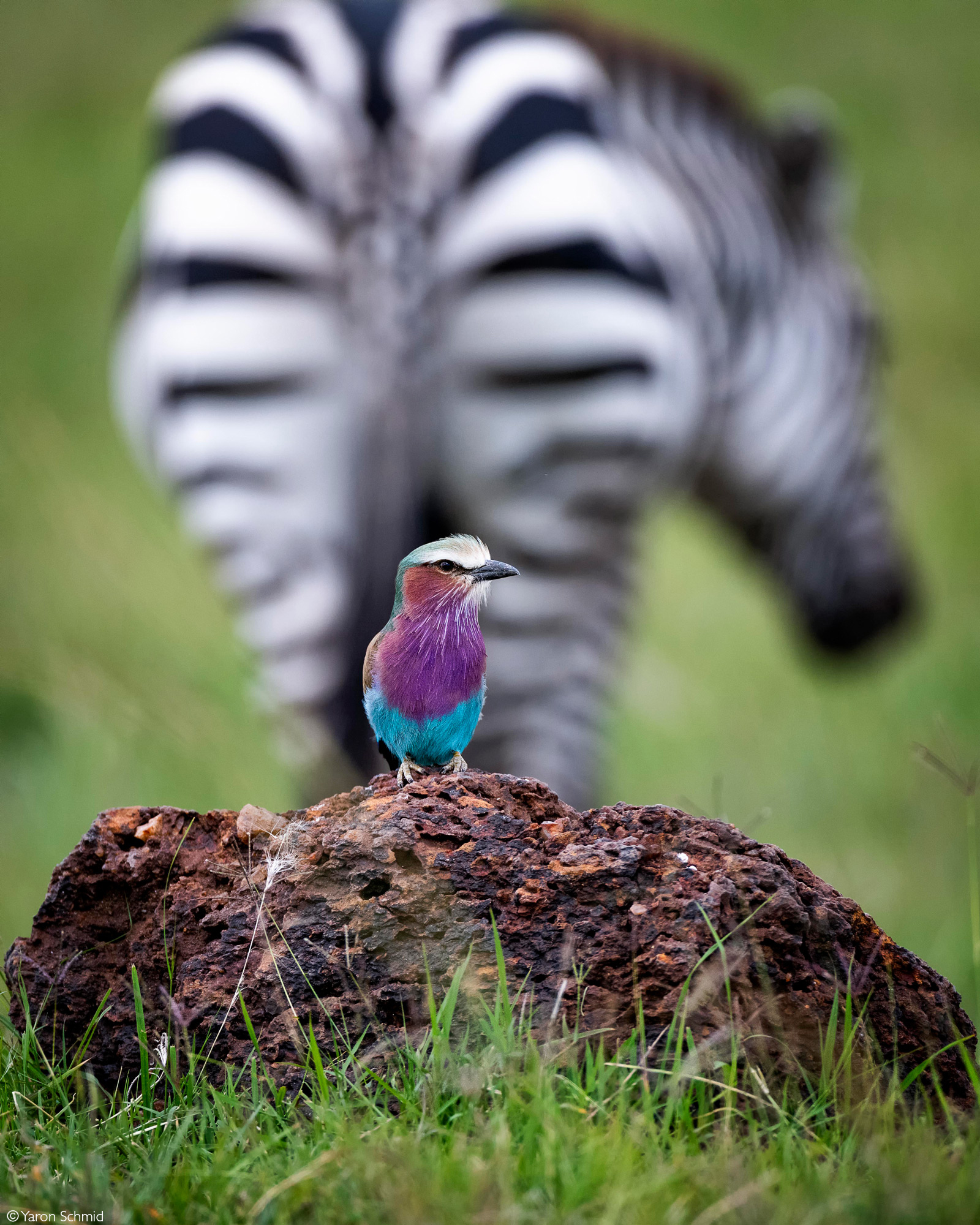 Lilac-breasted roller and a zebra. Masai Mara National Reserve, Kenya © Yaron Schmid