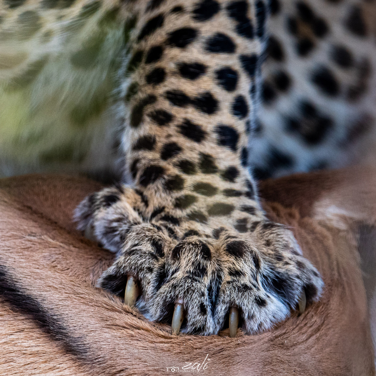 Up close of a leopard's paw and claws while it holds down an impala. Mashatu Game Reserve, Botswana © Zaheer Ali