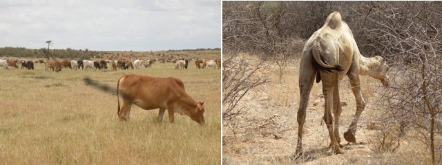 Maasai cow and a camel