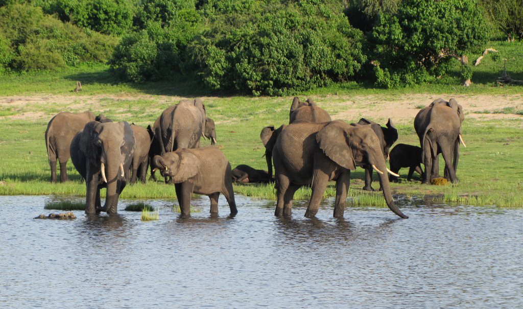 Elephant herd drinking at waterhole