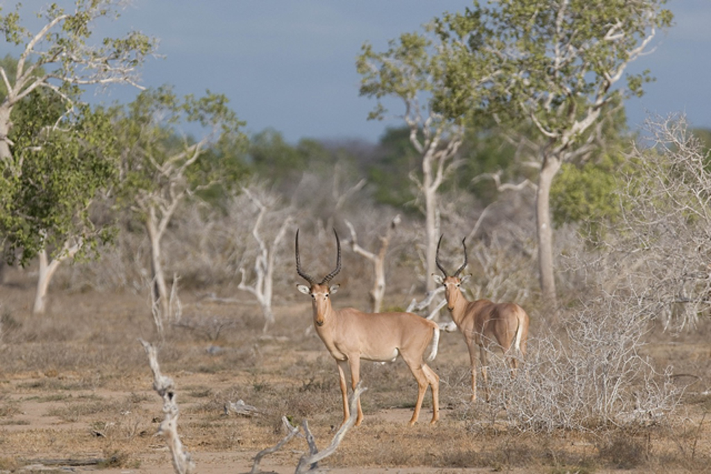 Hirola antelope in the wild communities