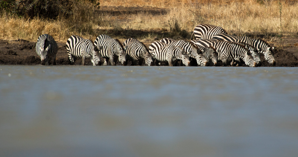 Zebras drinking at waterhole in northern Tanzania