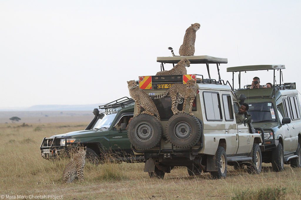 There’s a cheetah on the roof – when wildlife viewing crosses the line ...