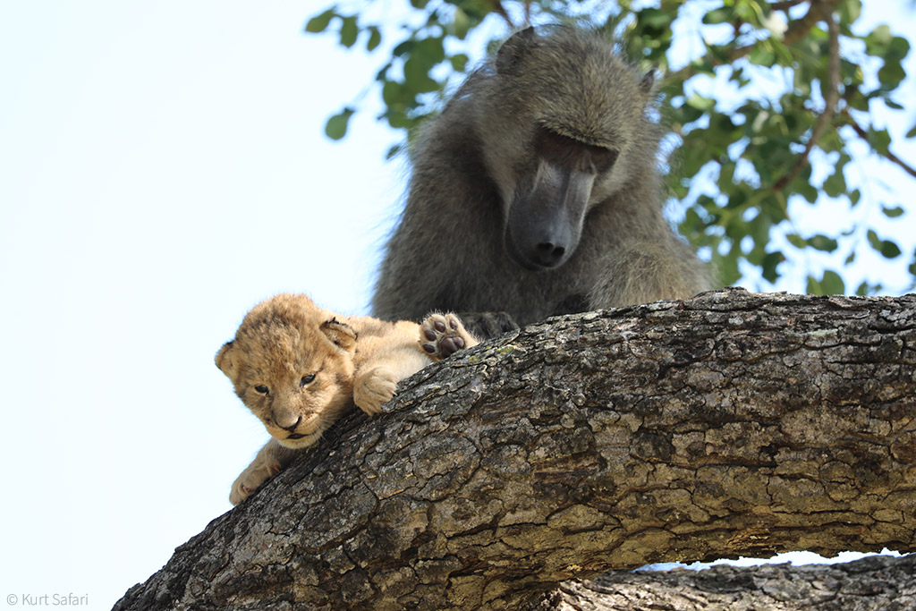 https://africageographic.com/wp-content/uploads/2020/02/1-featured.-The-baboon-was-seen-grooming-the-cub-%C2%A9-Kurt-Safari.jpg