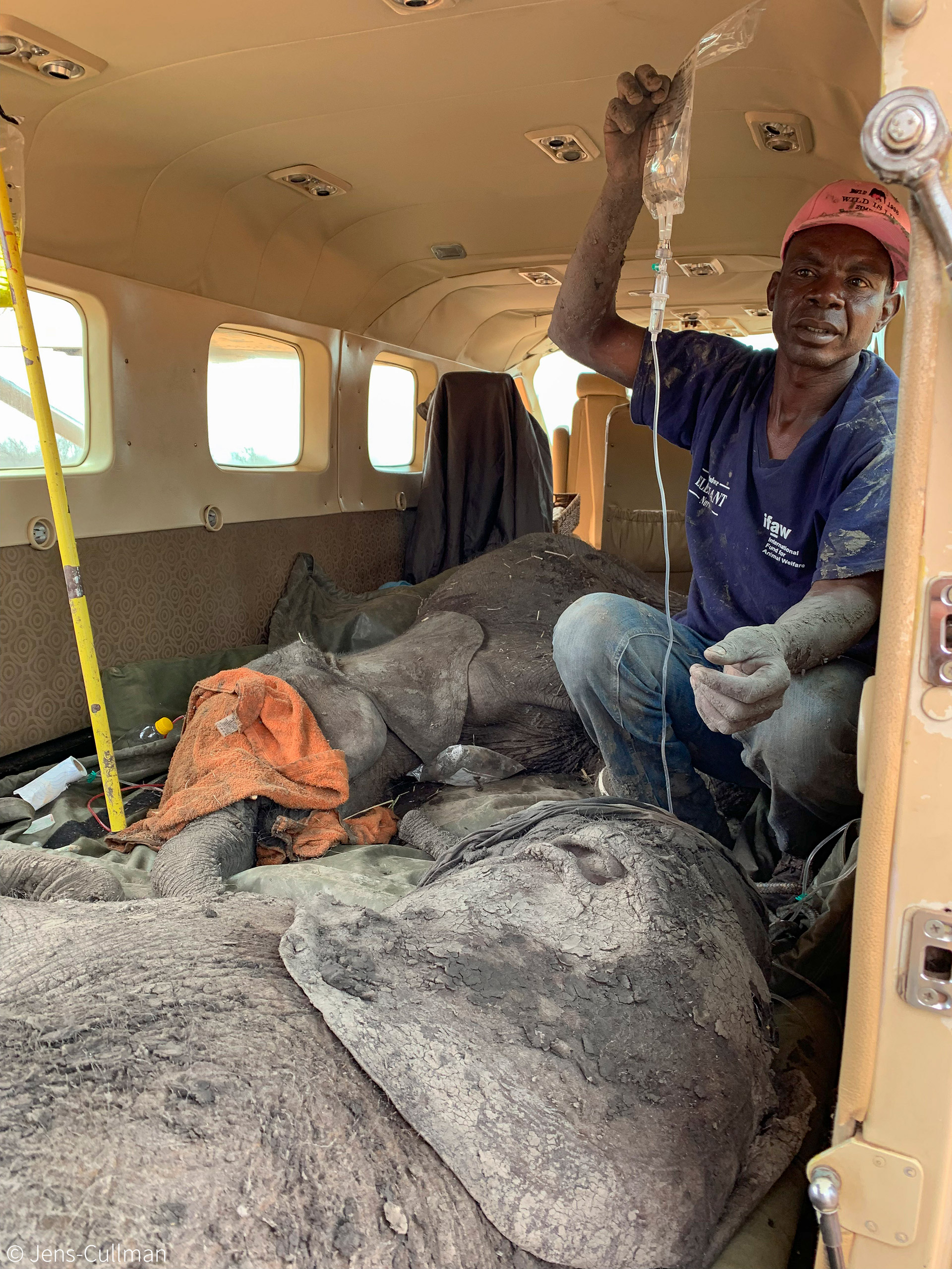 Baby elephants rescued