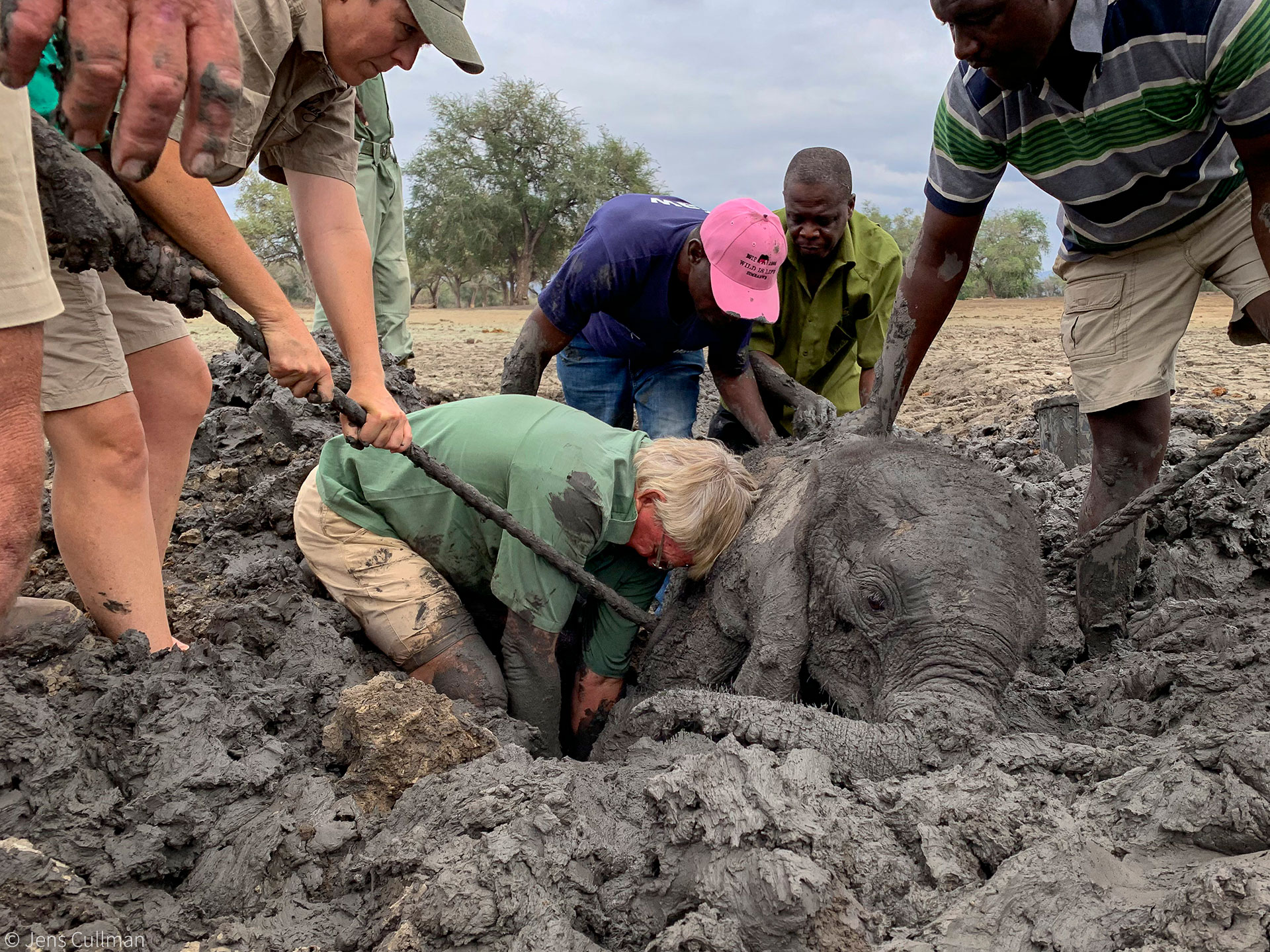 Baby elephants rescued