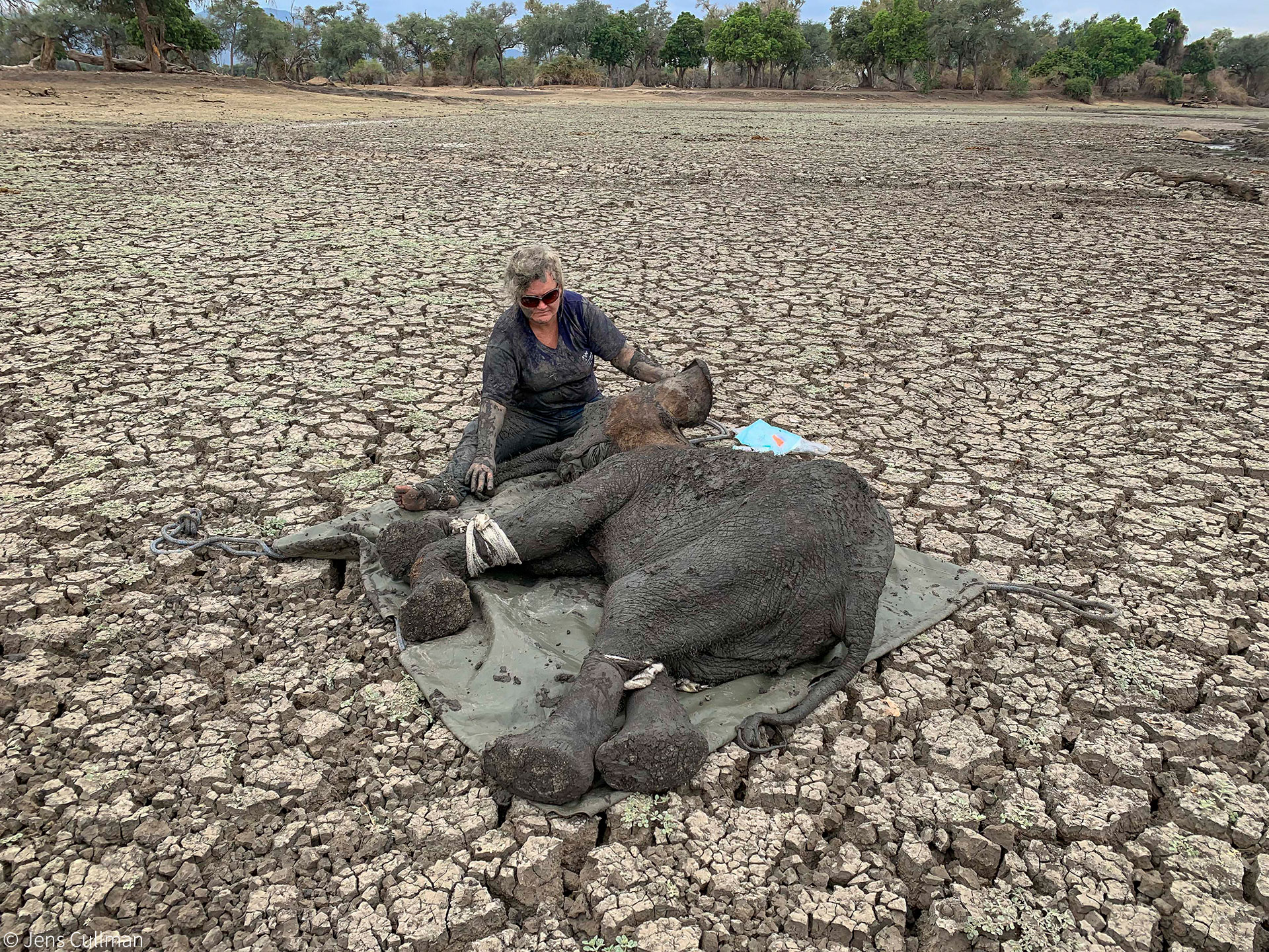 Baby elephants rescued