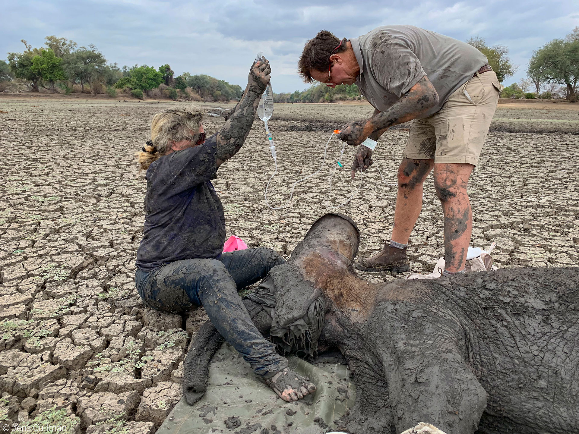 Baby elephants rescued