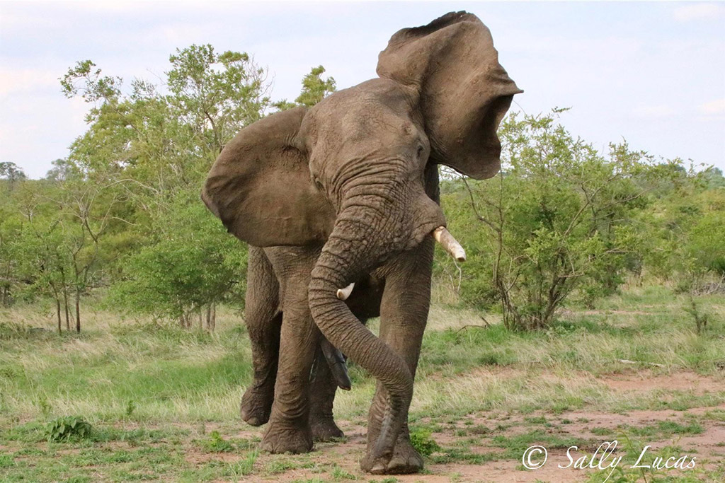 Elephant Nose MEDIUM 