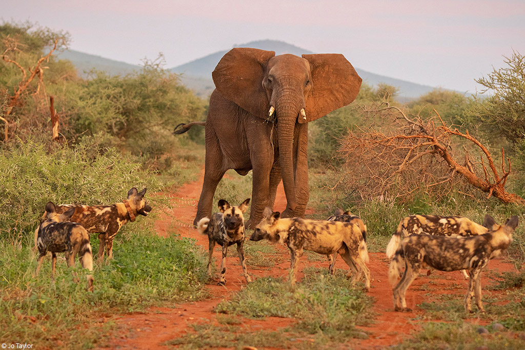 Elephant body language