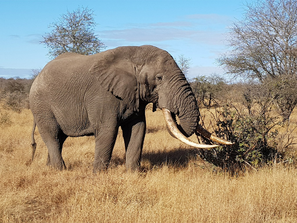 Elephant body language