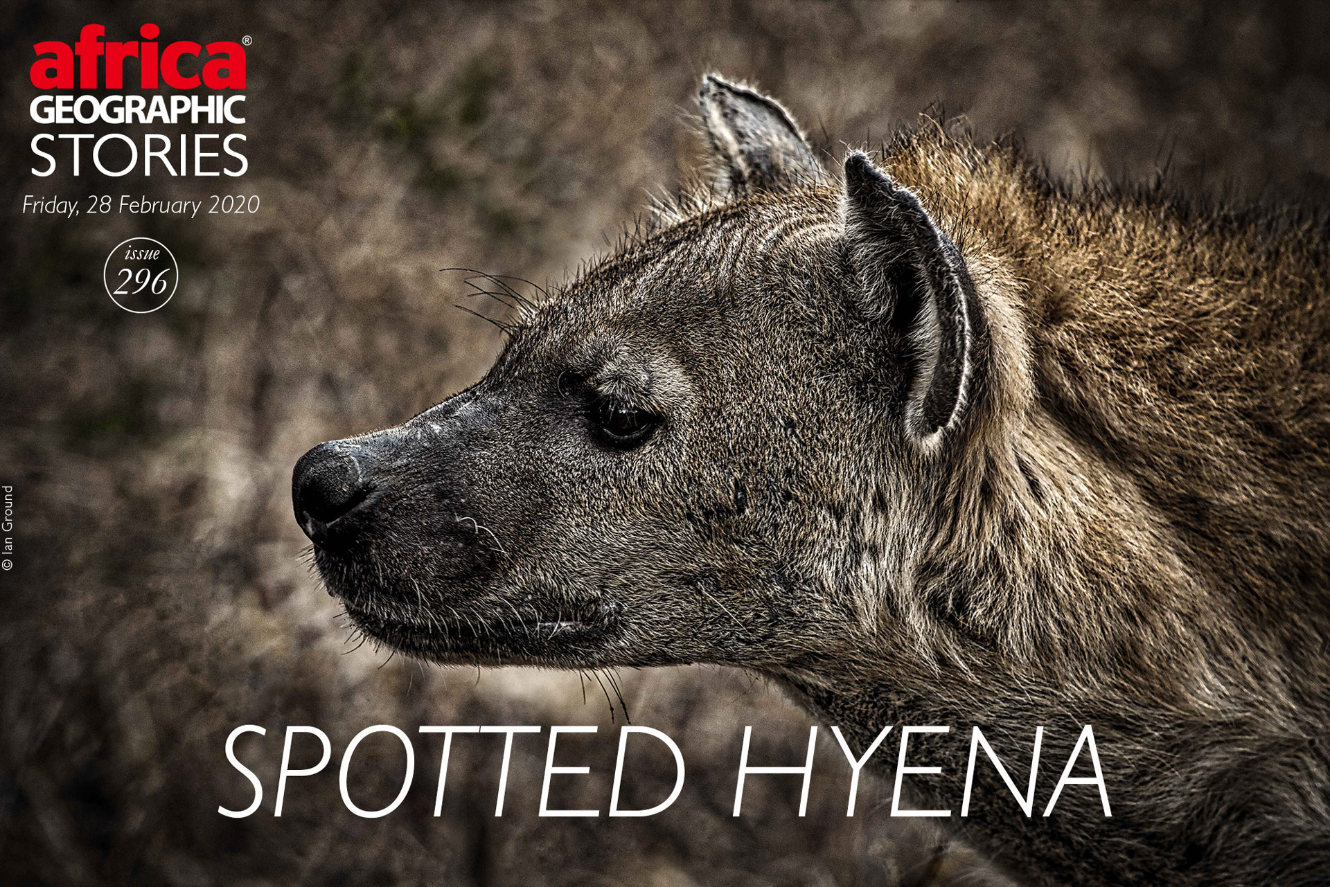 Spotted hyena - Africa Geographic