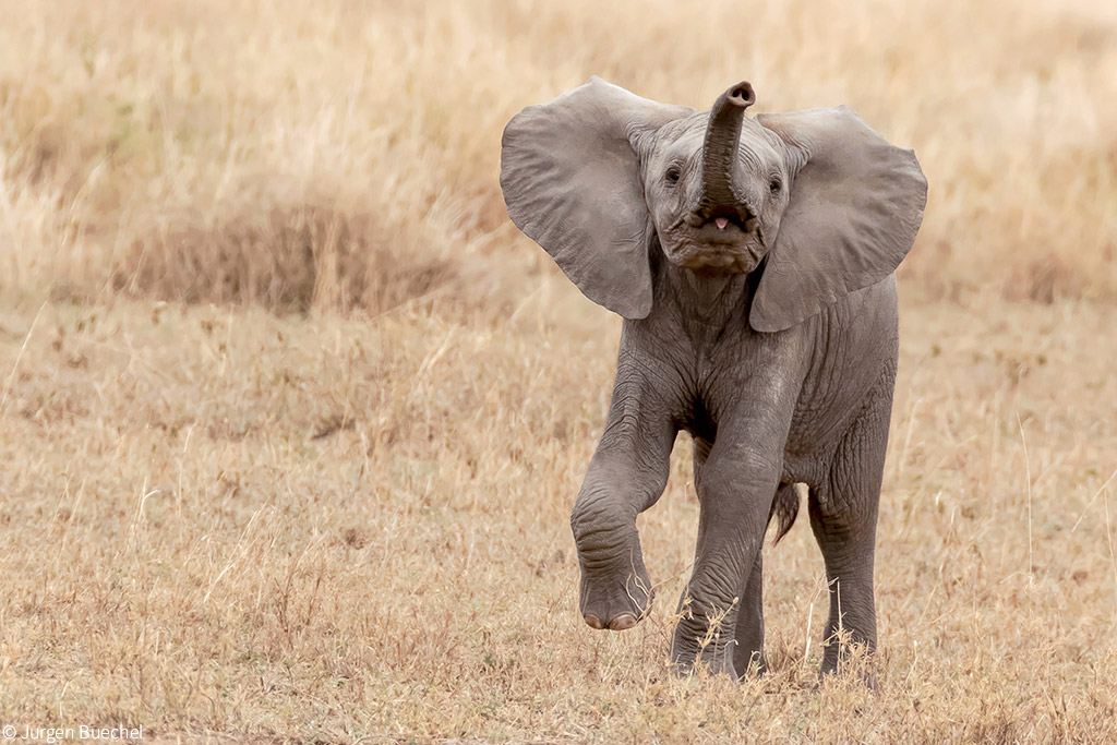 Elephant body language