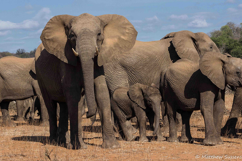 Elephant body language