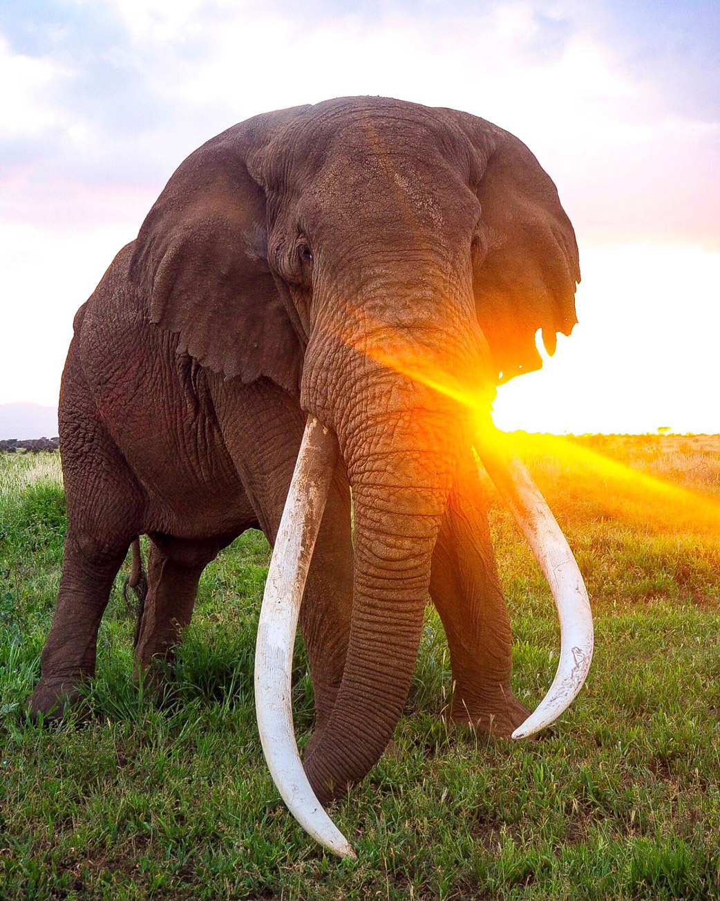 Tusker