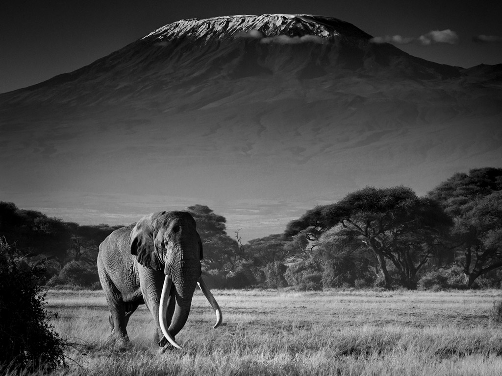 Tim, Kenya's largest elephant dies at Amboseli aged 50 - See