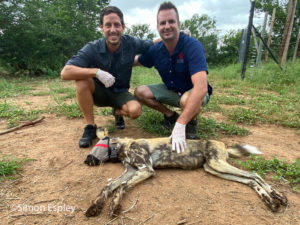 Painted wolf (African wild dog) release with Africa Geographic