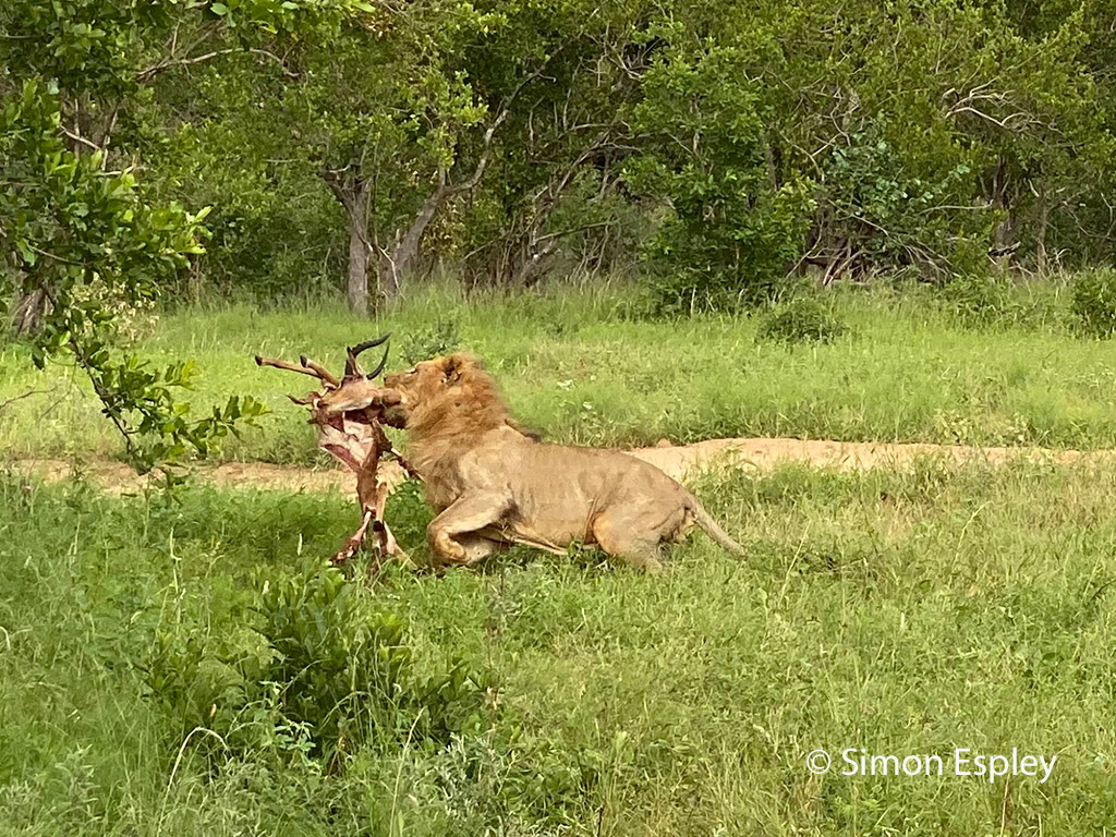 Lion with Africa Geographic