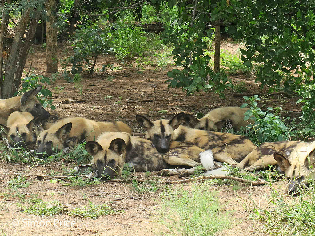 Painted wolf (African wild dog) release with Africa Geographic