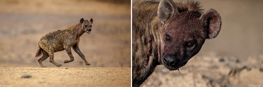 hyenas in africa