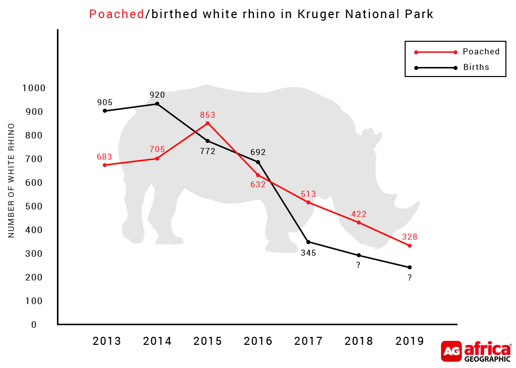 Latest rhino poaching stats: shades of grey - Africa Geographic