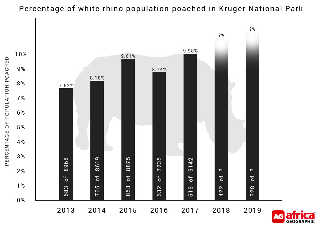 white rhinoceros population increasing