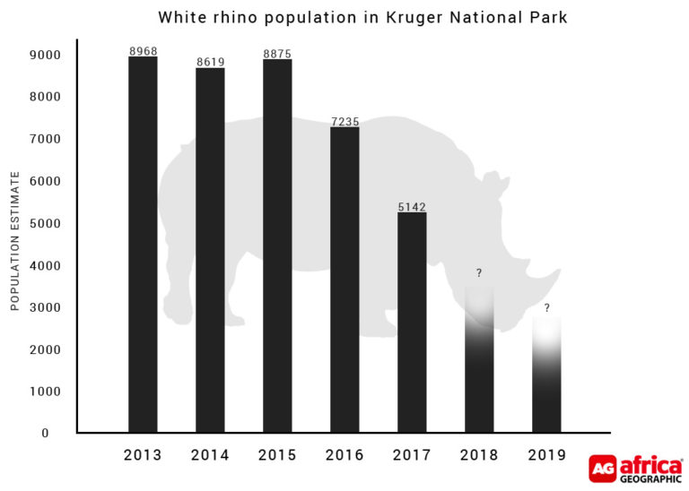 White rhino population in Kruger National Park Africa Geographic