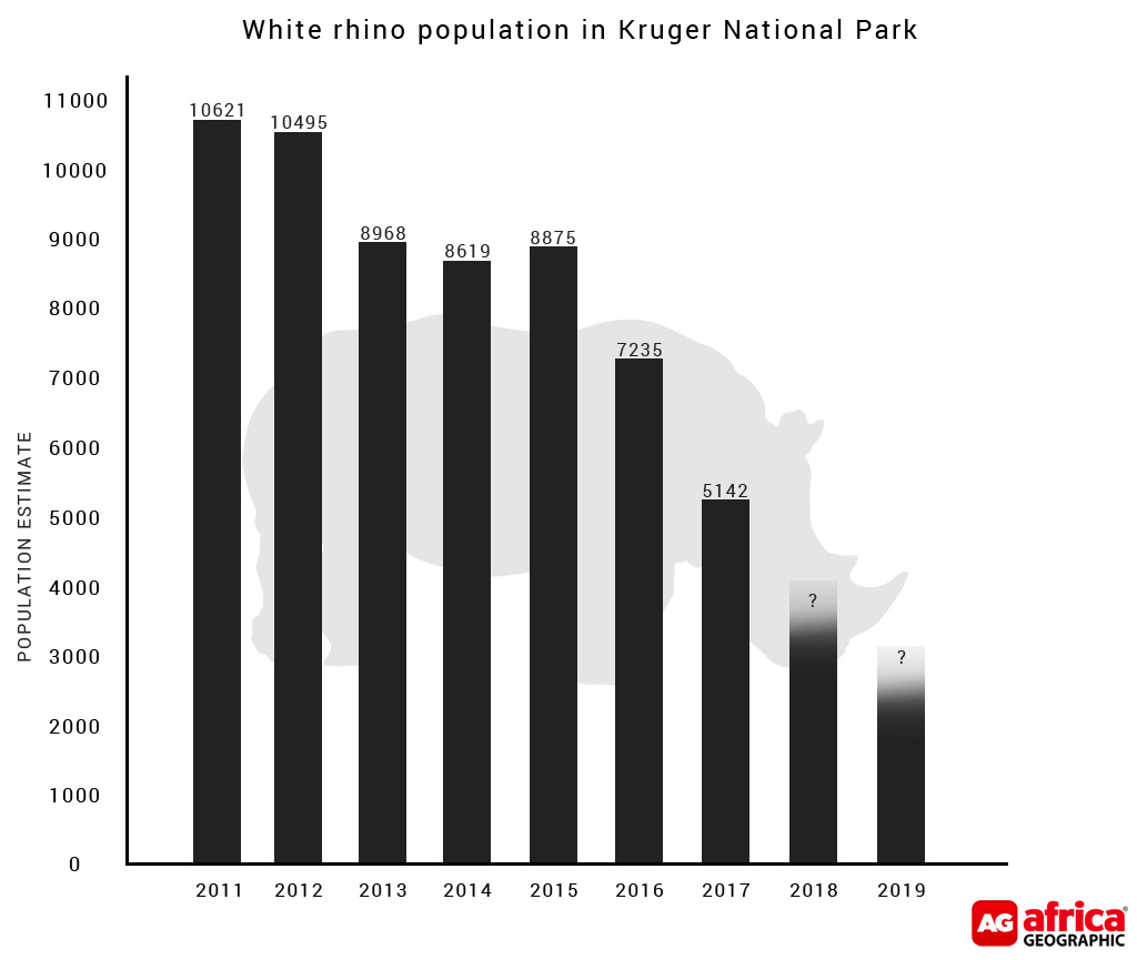 Latest rhino poaching stats: shades of grey - Africa Geographic