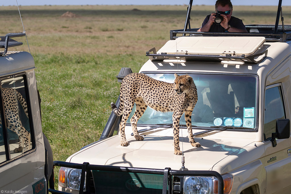 There's a cheetah on the roof © Kaido Haagen