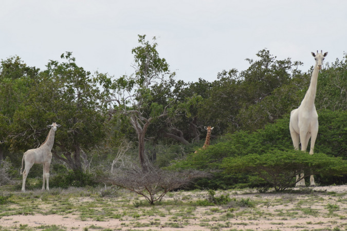 white giraffes